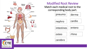 A diagram of the huma body with each organ labeled, and the corresponding root words along the right side. Students are 